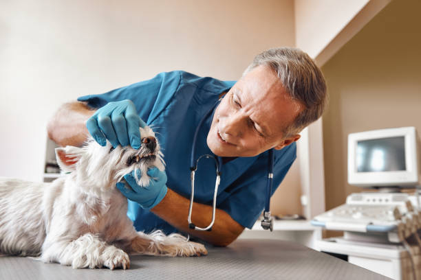 Best Urgent Care for Lost Fillings or Crowns in Rock Hill, SC